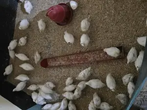 European Quail