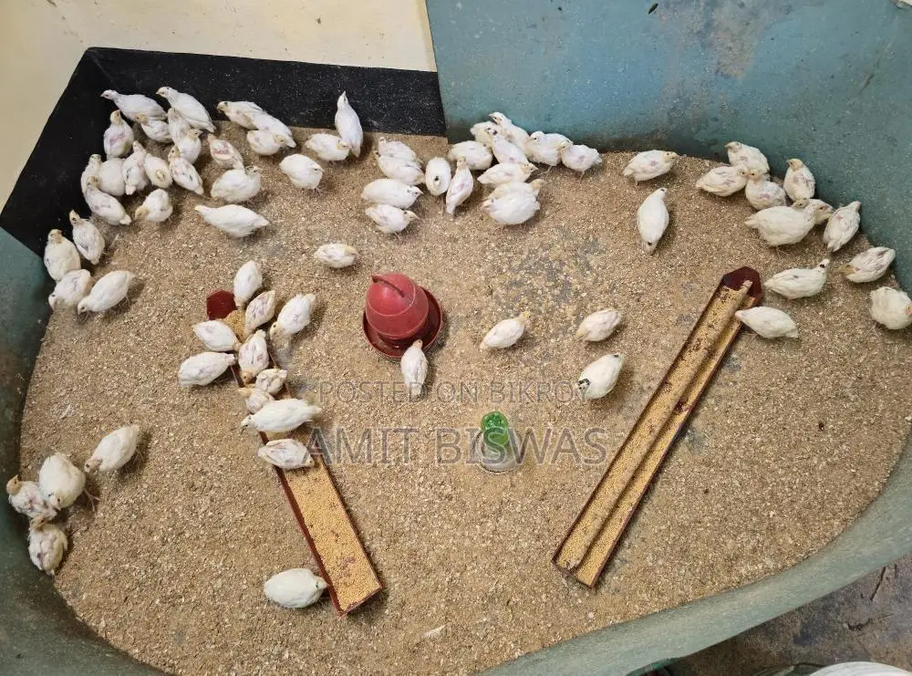 ইউরোপিয়ান কোয়েল