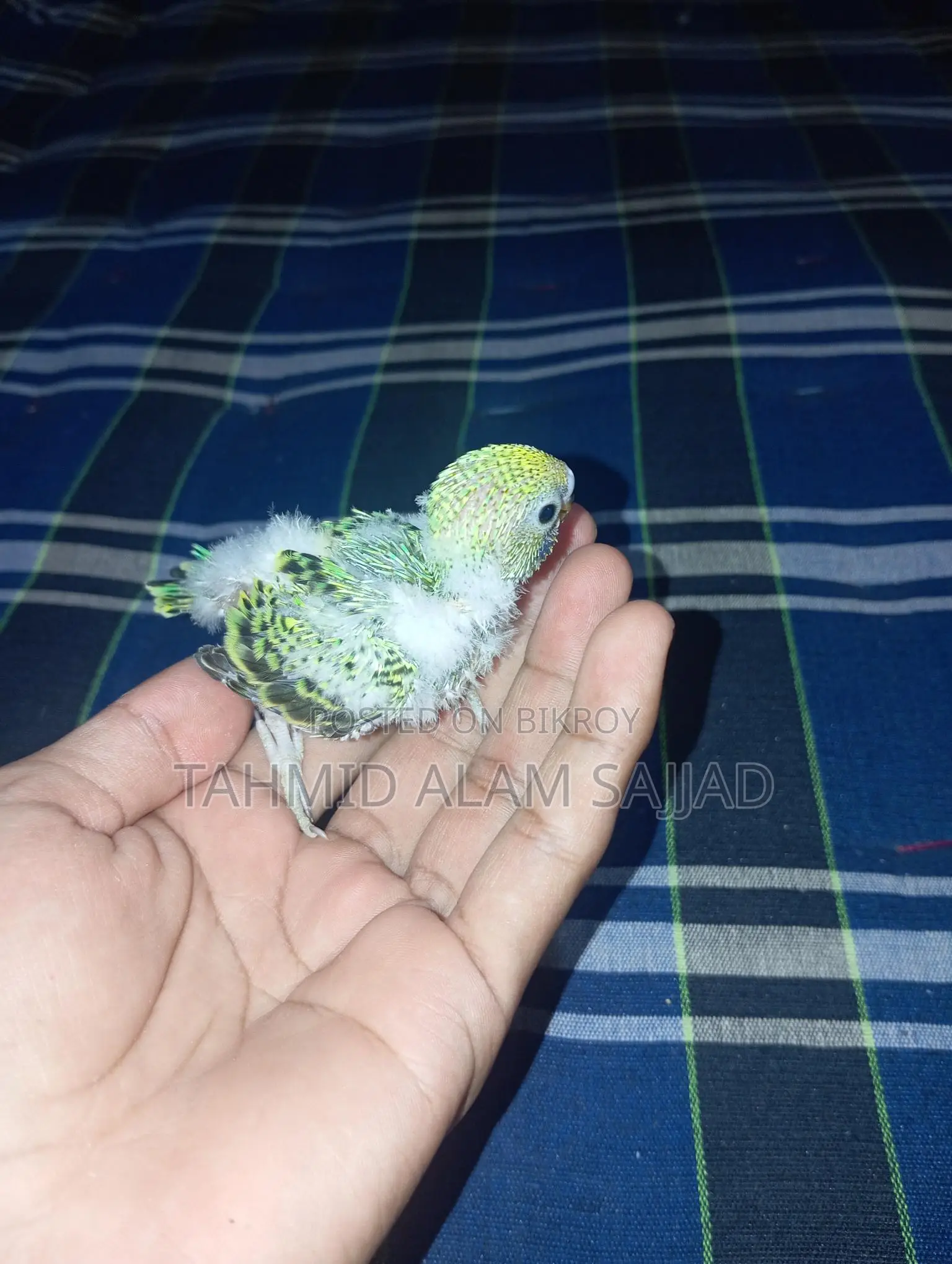 Budgerigar Pied