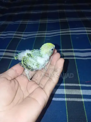 Budgerigar Pied