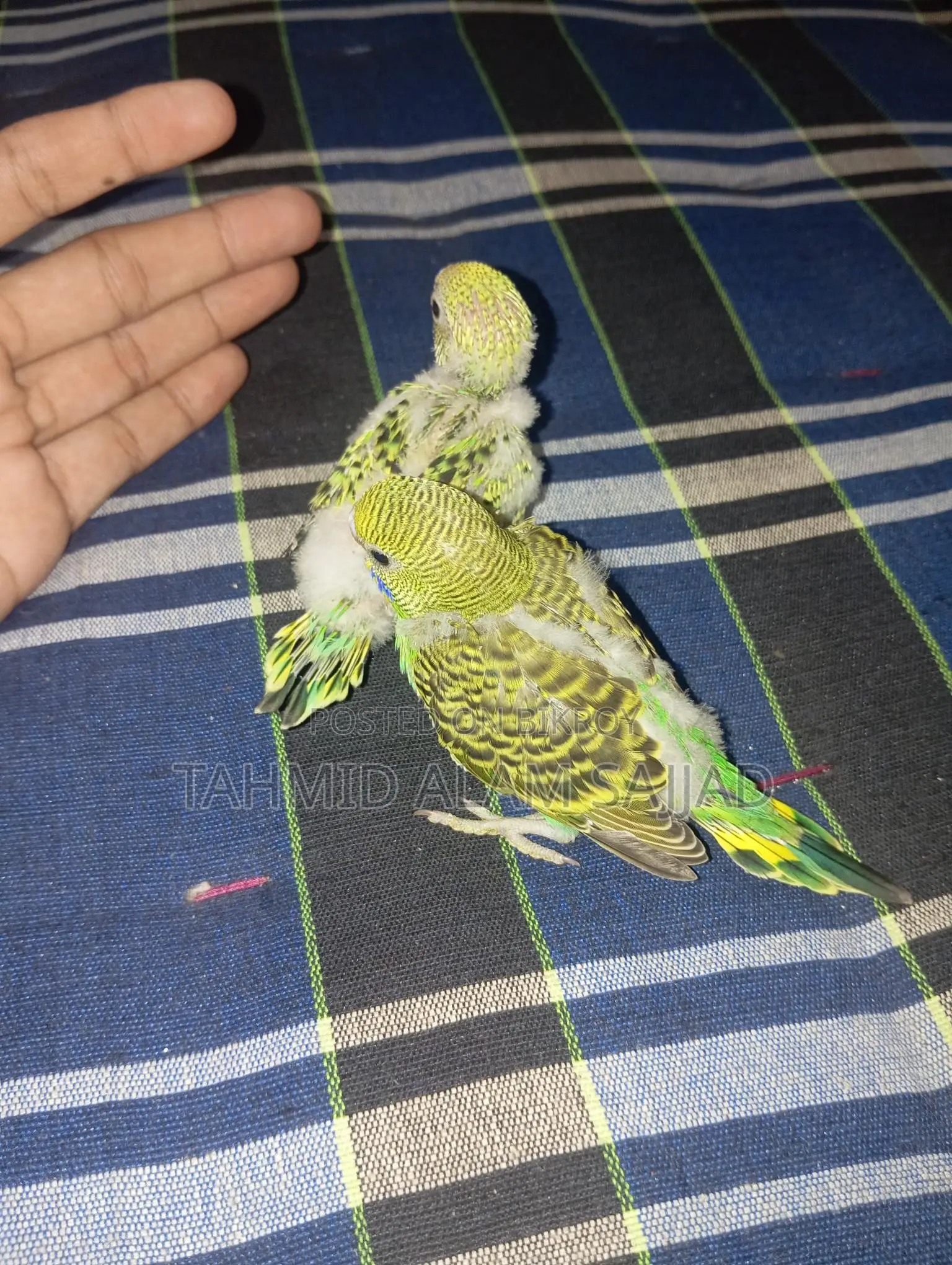 Budgerigar Pied