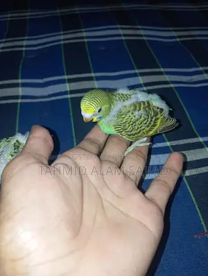 Budgerigar Pied