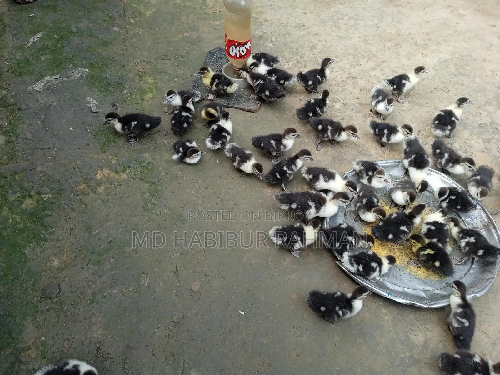 Chinese Ducklings