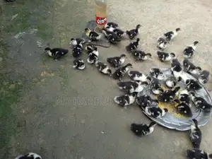 Chinese Ducklings