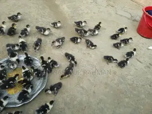 Chinese Ducklings