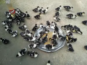 Chinese Ducklings