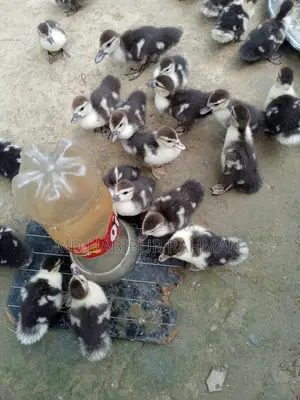 Chinese Ducklings