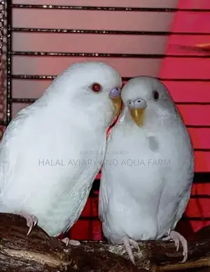 Albino Red Eye Running Pair.