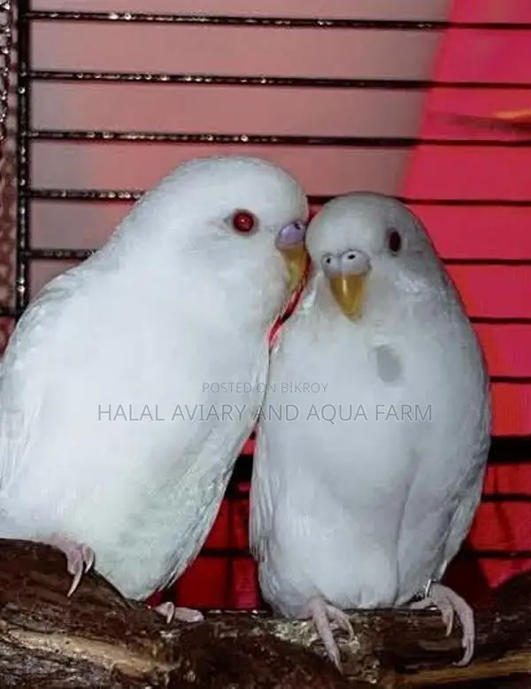 Albino Red Eye Running Pair.