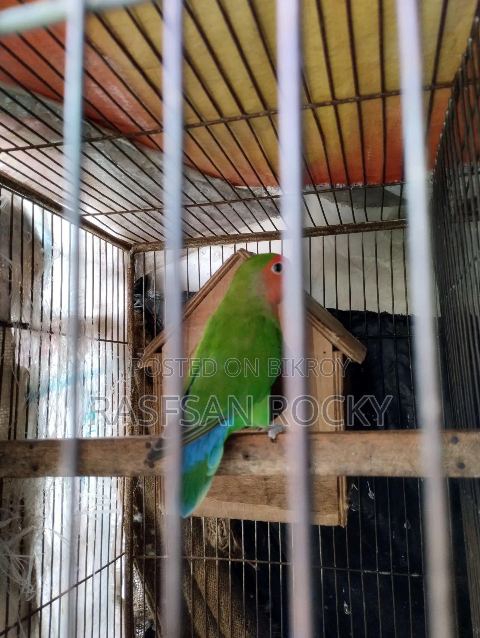 Love Bird Rining Pair