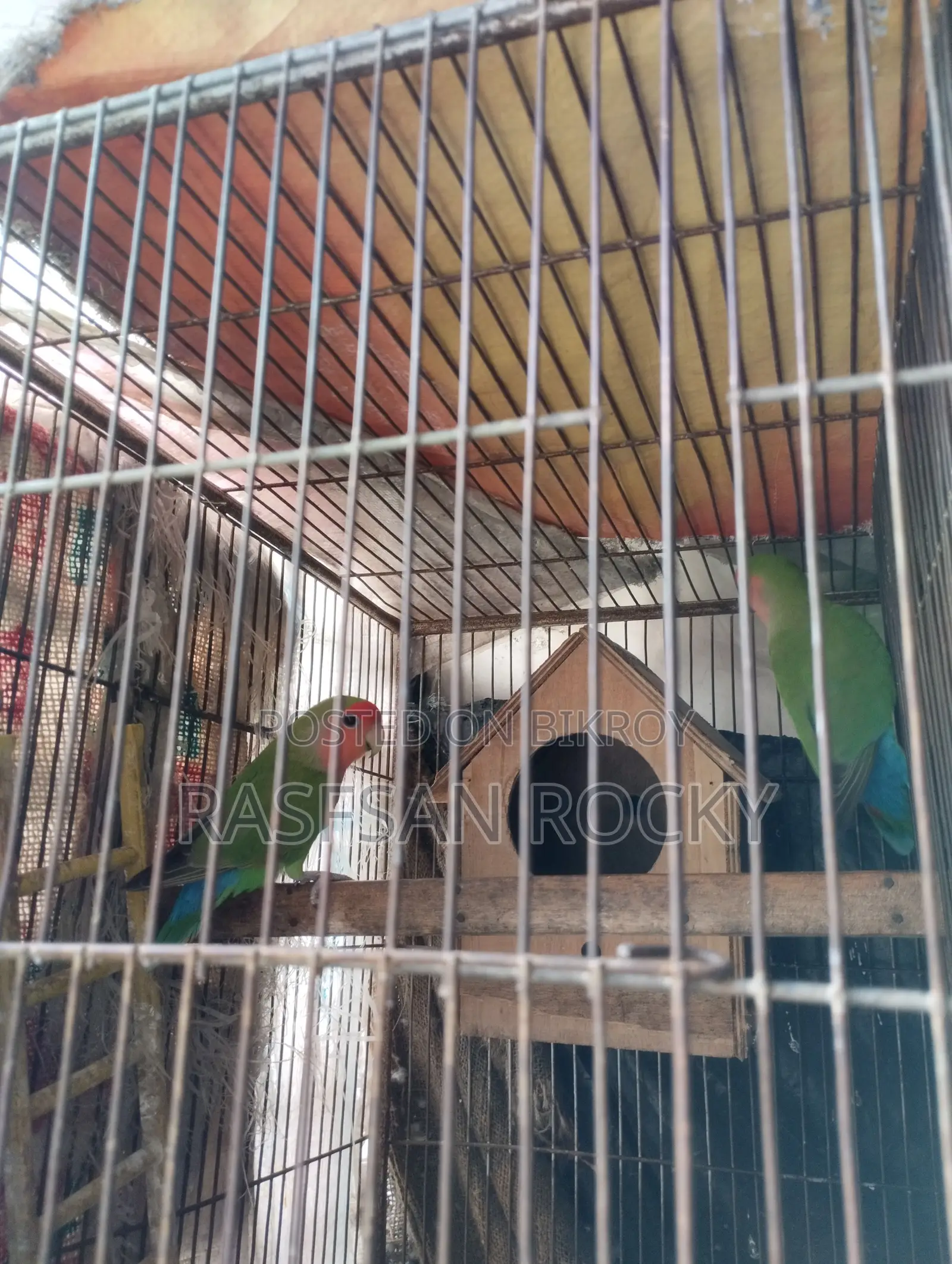 Love Bird Rining Pair