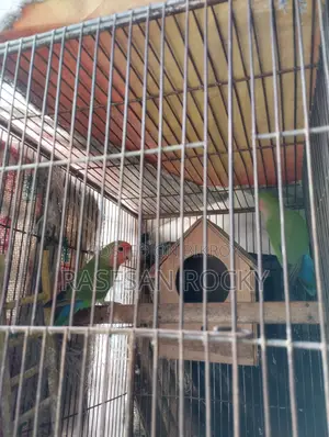 Love Bird Rining Pair