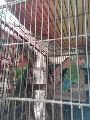 Love Bird Rining Pair