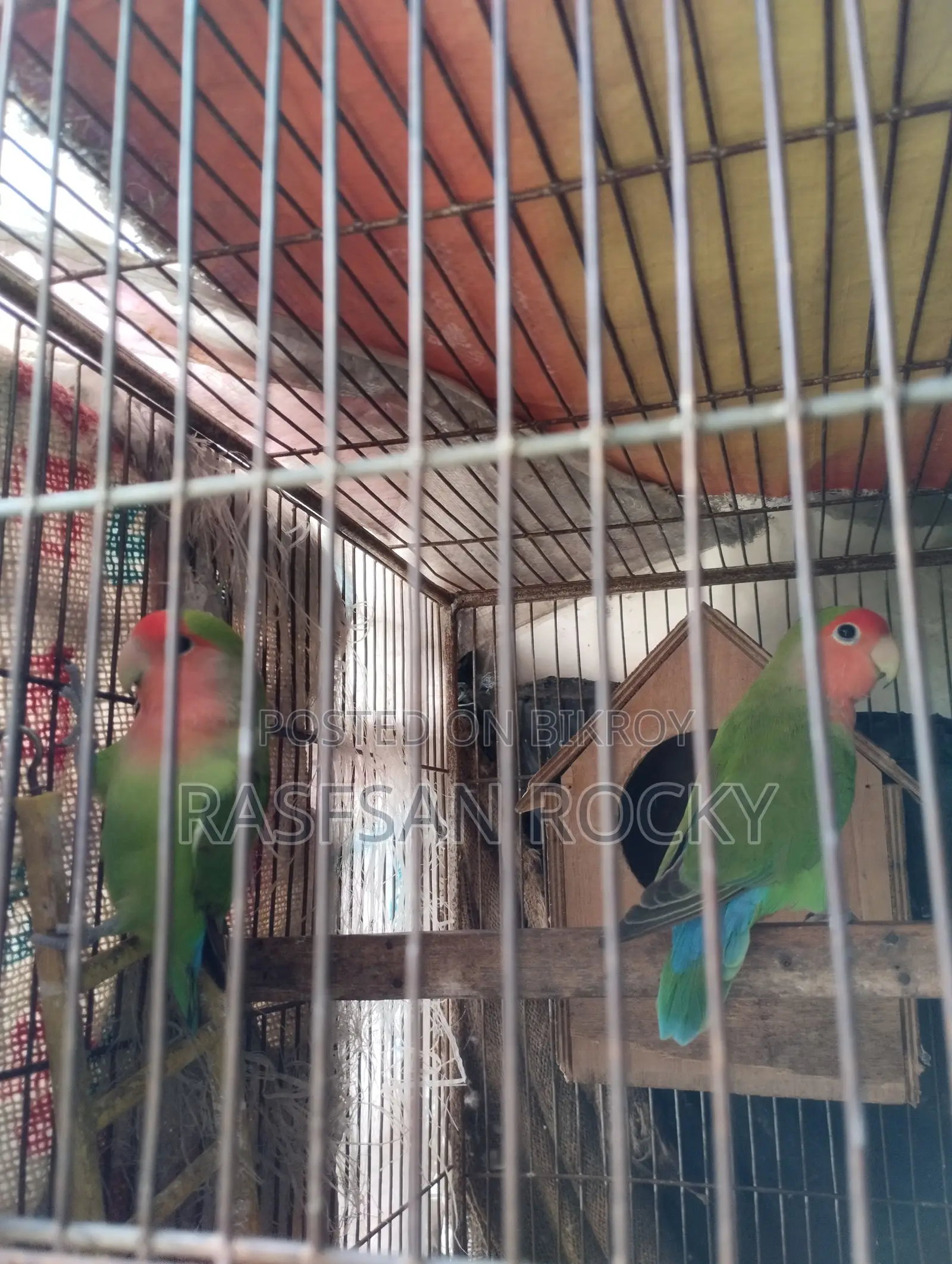Love Bird Rining Pair