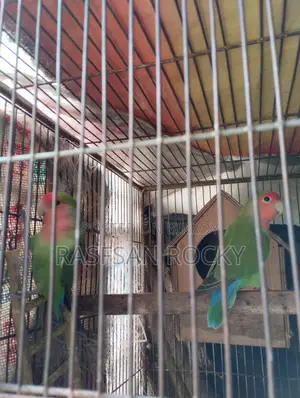 Love Bird Rining Pair