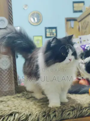 Persian Cat