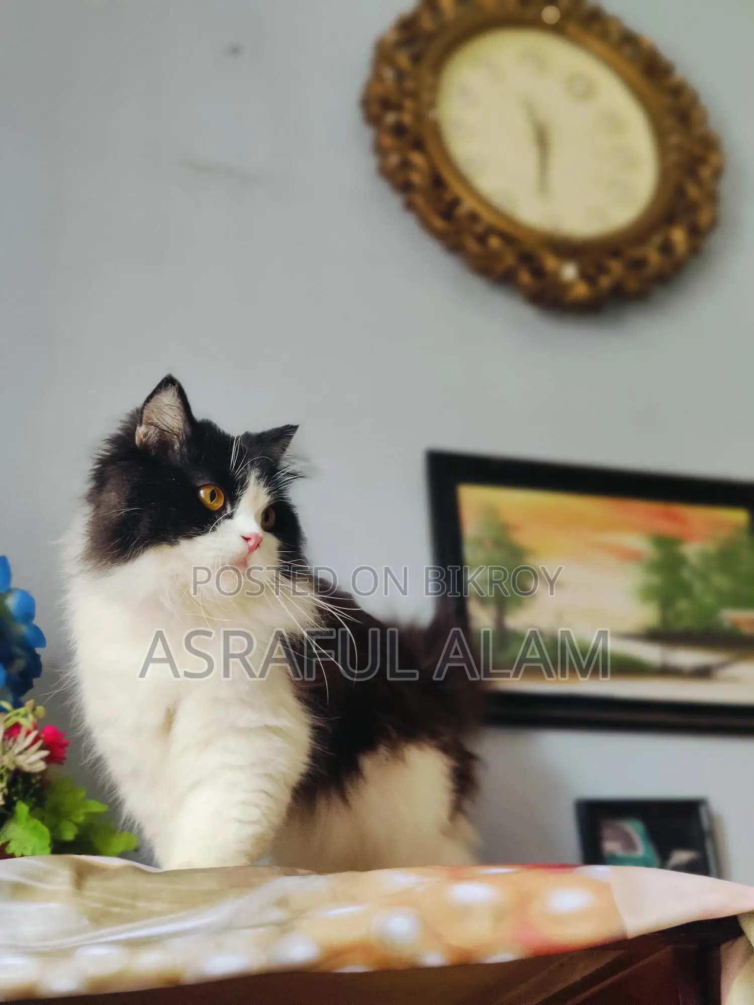 Persian Cat