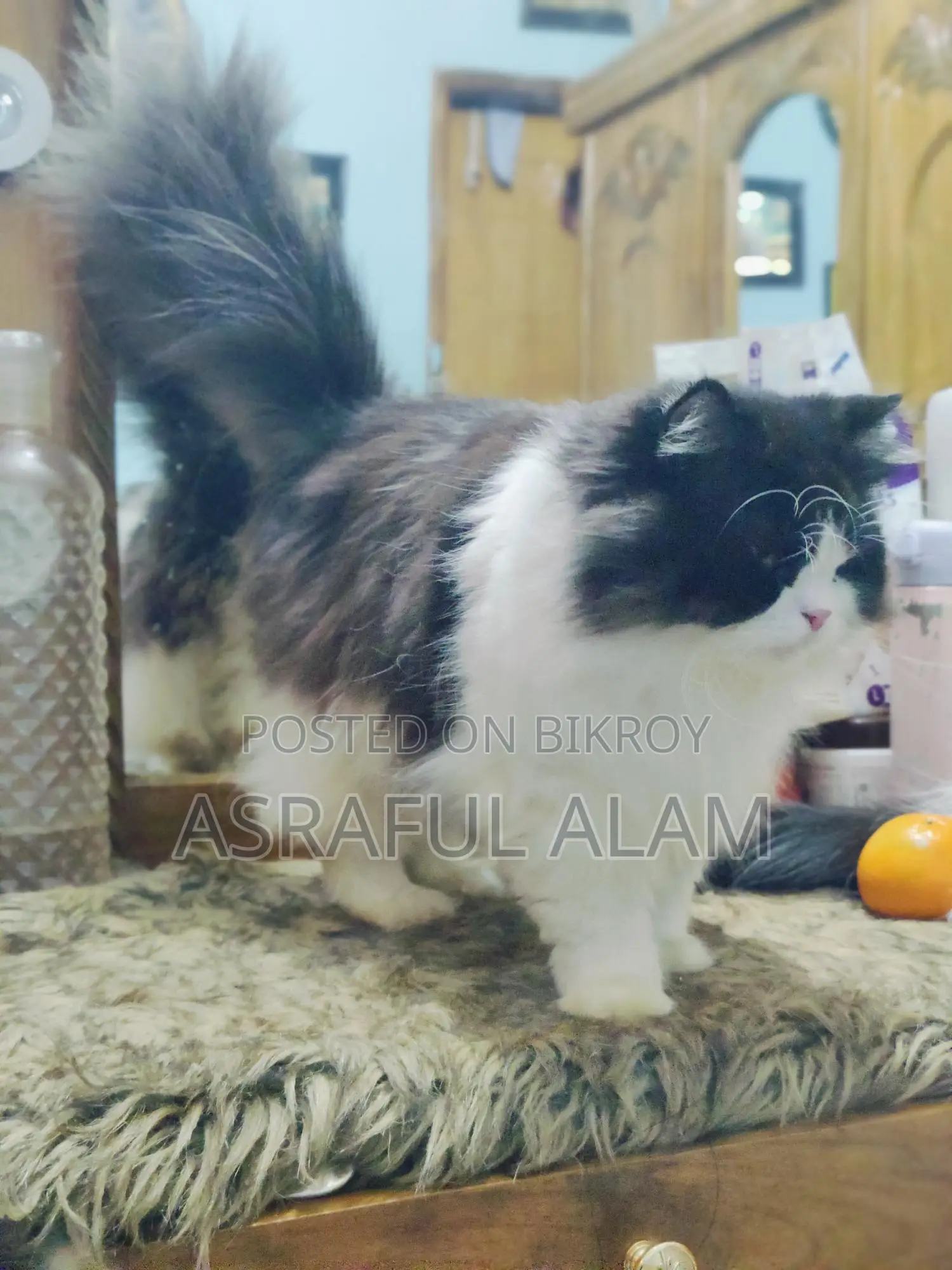 Persian Cat