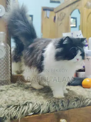 Persian Cat
