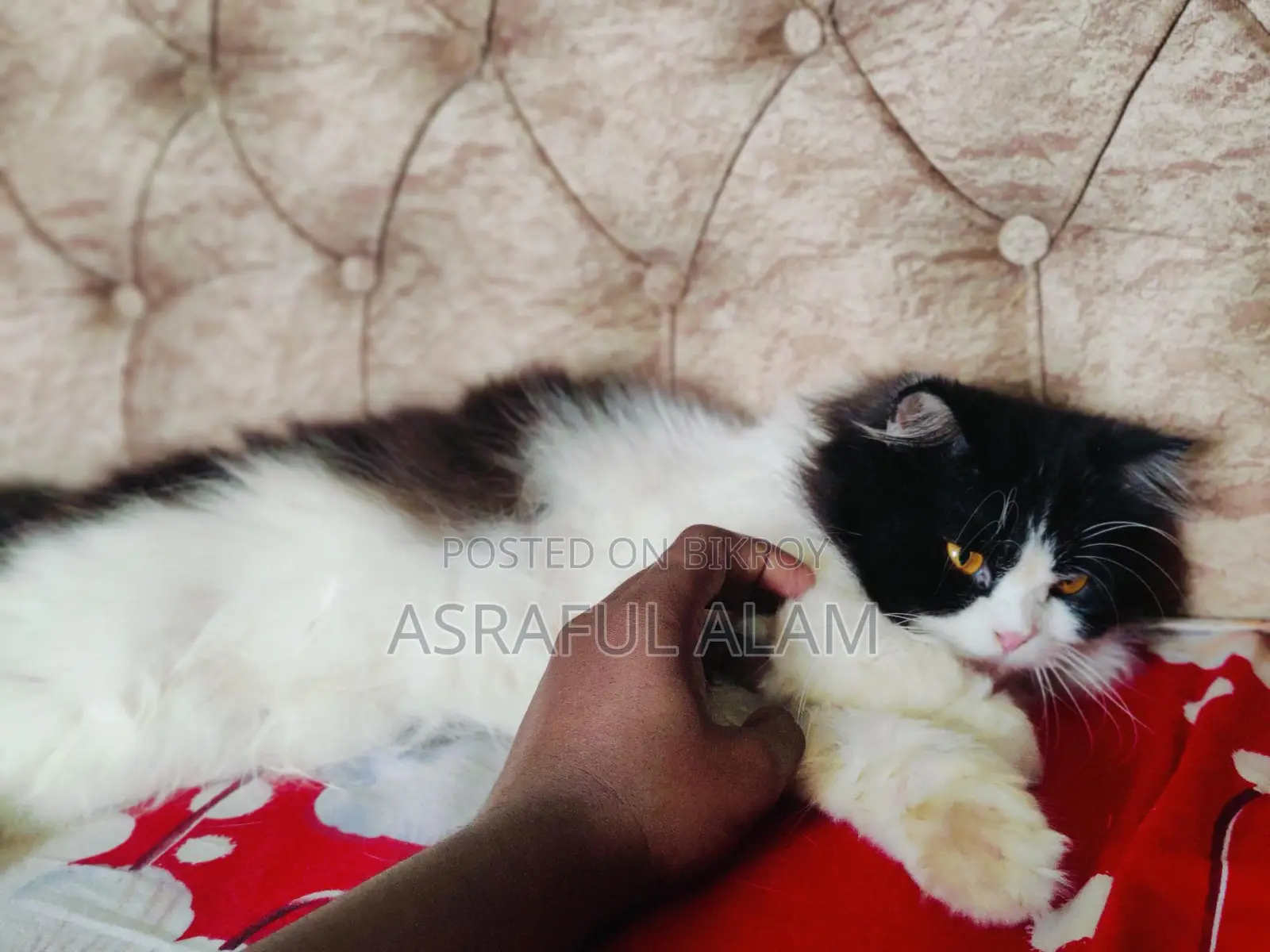 Persian Cat