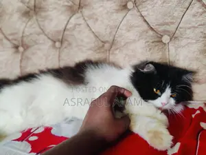 Persian Cat