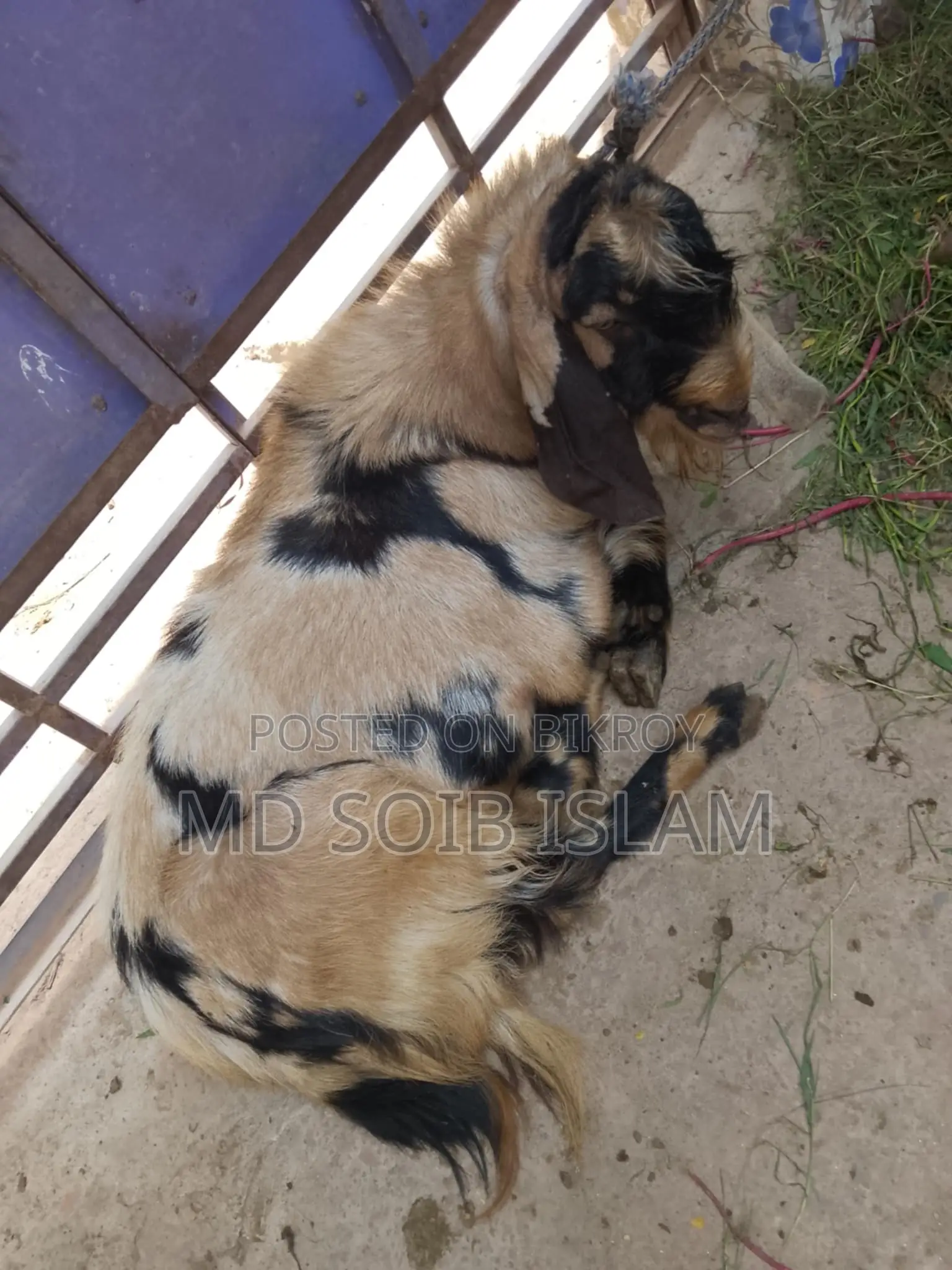 ৭টা বড়ো জাতের ছাগল বিক্রি হবে আর্জেন্ট