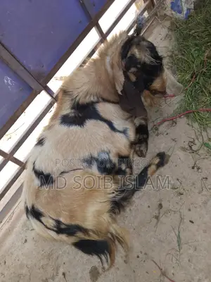 ৭টা বড়ো জাতের ছাগল বিক্রি হবে আর্জেন্ট