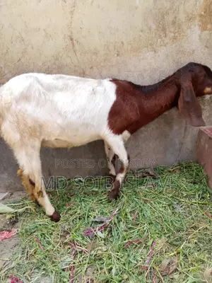 ৭টা বড়ো জাতের ছাগল বিক্রি হবে আর্জেন্ট