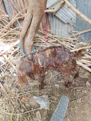 ৭টা বড়ো জাতের ছাগল বিক্রি হবে আর্জেন্ট