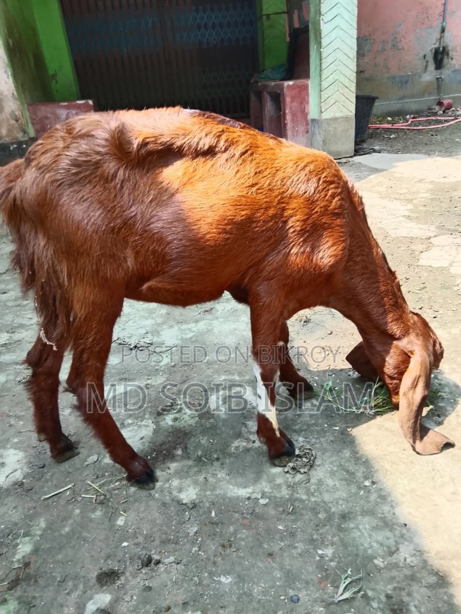 ৭টা বড়ো জাতের ছাগল বিক্রি হবে আর্জেন্ট
