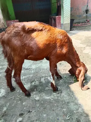 ৭টা বড়ো জাতের ছাগল বিক্রি হবে আর্জেন্ট