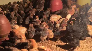 8-12 day old Fayoumi and Tiger chicken chicks for sale