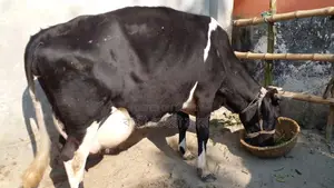 ১১১৫ নং ভালো জাতের গাভী কিনুন পোষার জন্য।