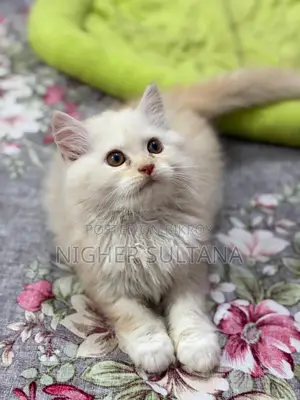 Persian Kitten Male
