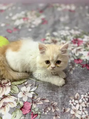Persian Kitten Male