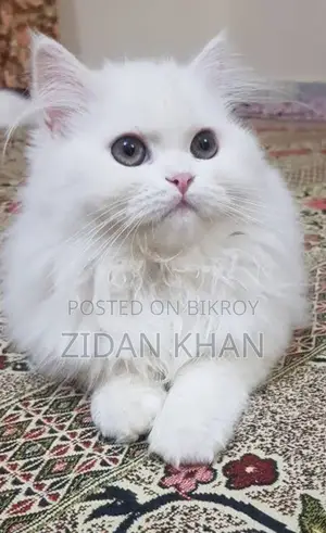 High-quality Persian cat
