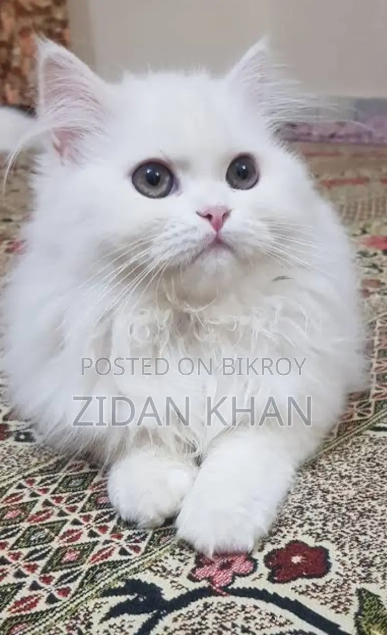 High-quality Persian cat