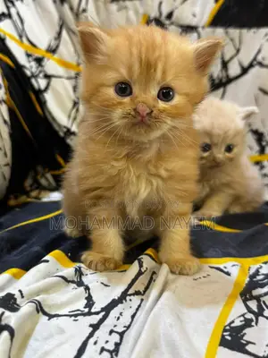 Pure Parsian Cat Baby