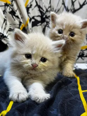 Pure Parsian Cat Baby