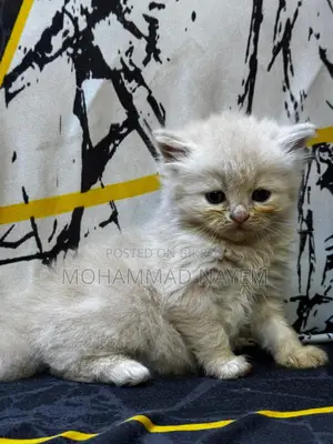 Pure Parsian Cat Baby
