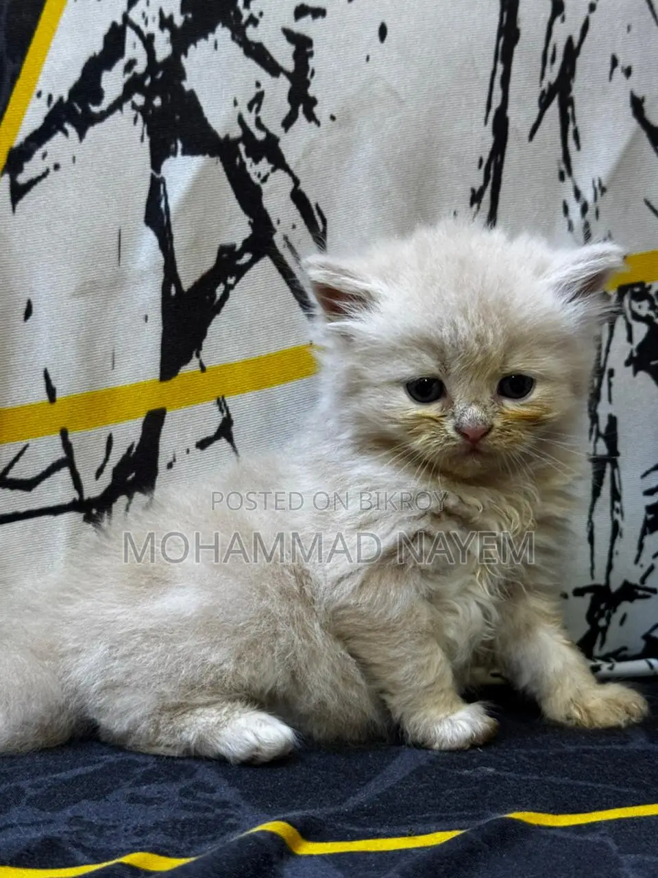 Pure Parsian Cat Baby