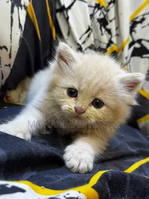 Pure Parsian Cat Baby