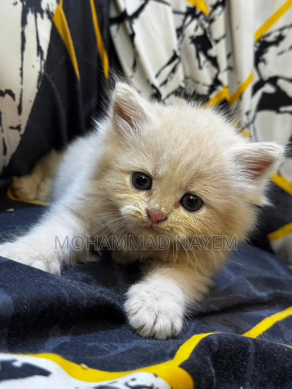 Pure Parsian Cat Baby
