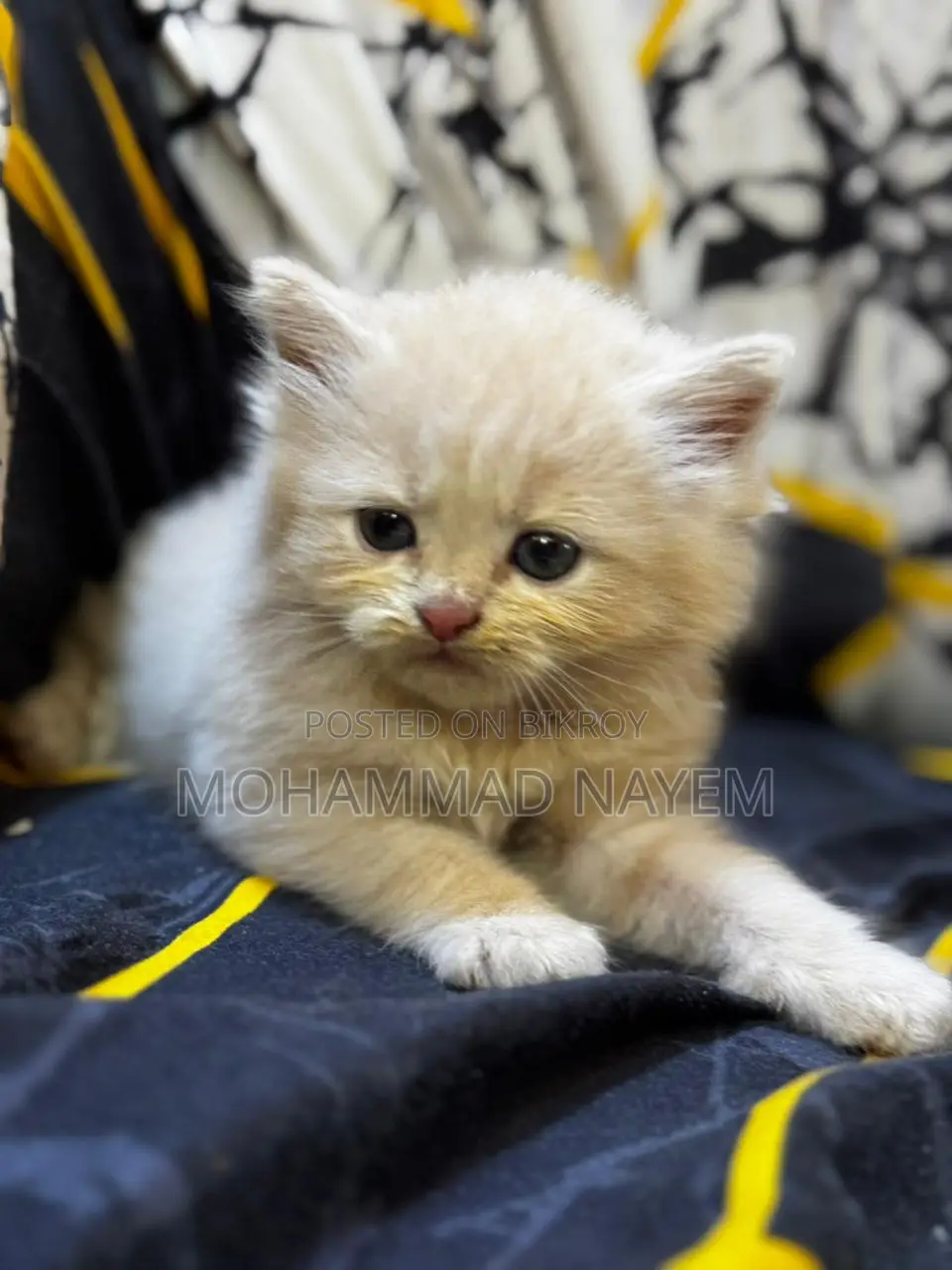 Pure Parsian Cat Baby
