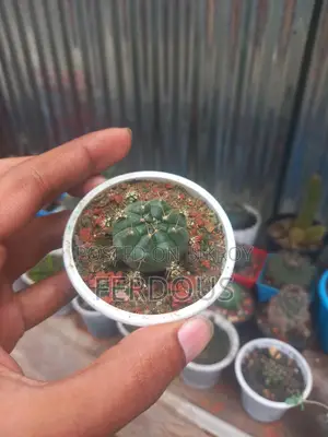 Caktus