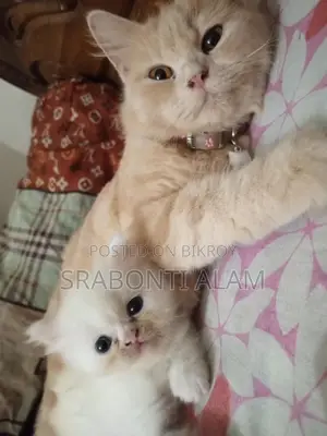 Persian Cat