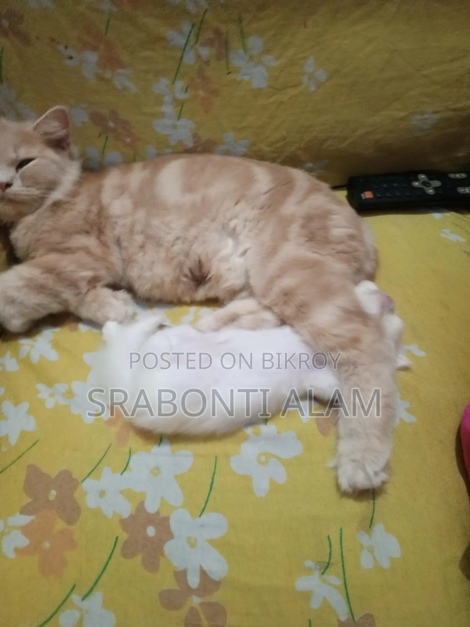 Persian Cat