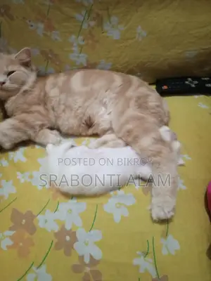 Persian Cat