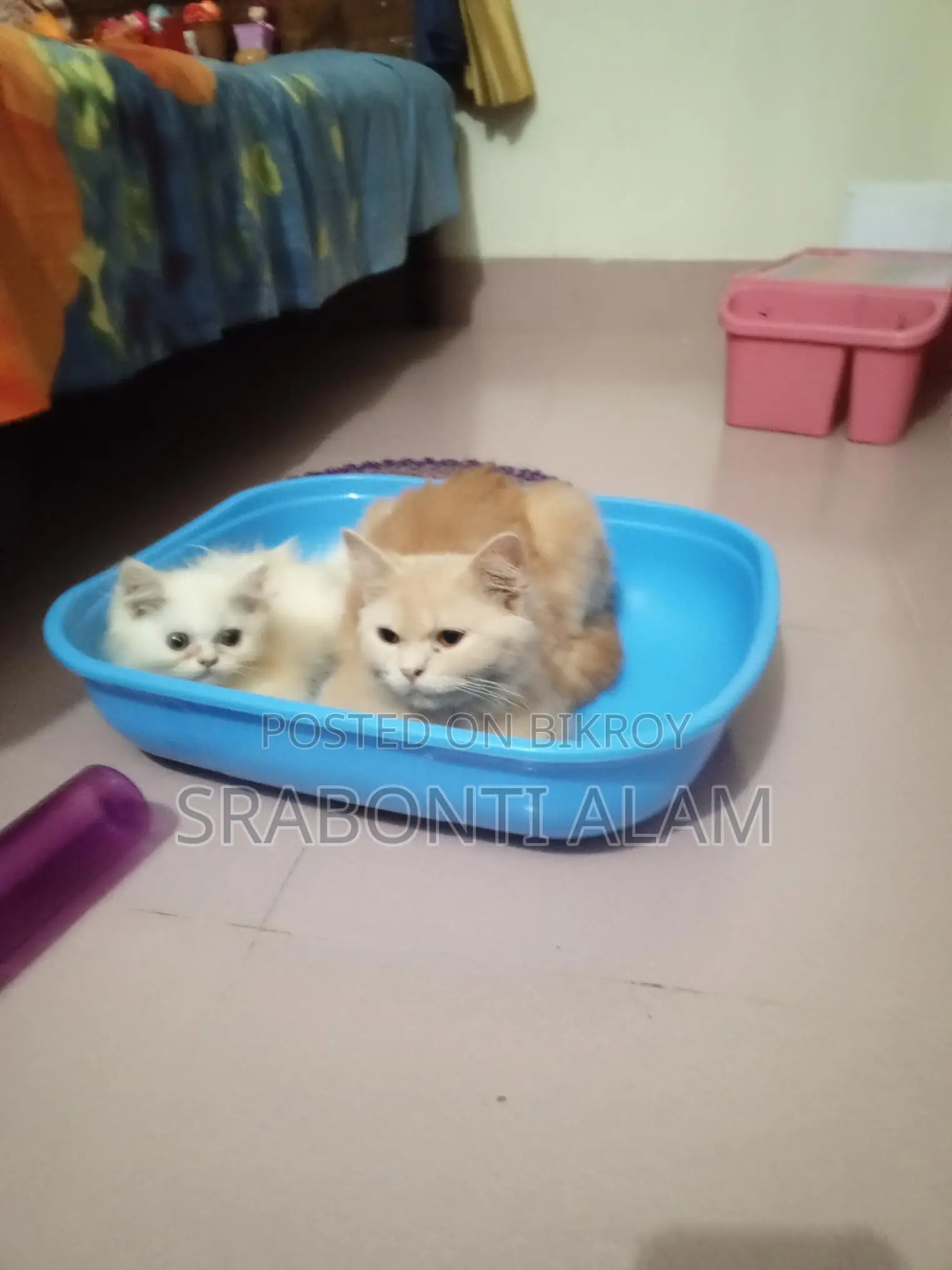 Persian Cat