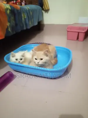 Persian Cat